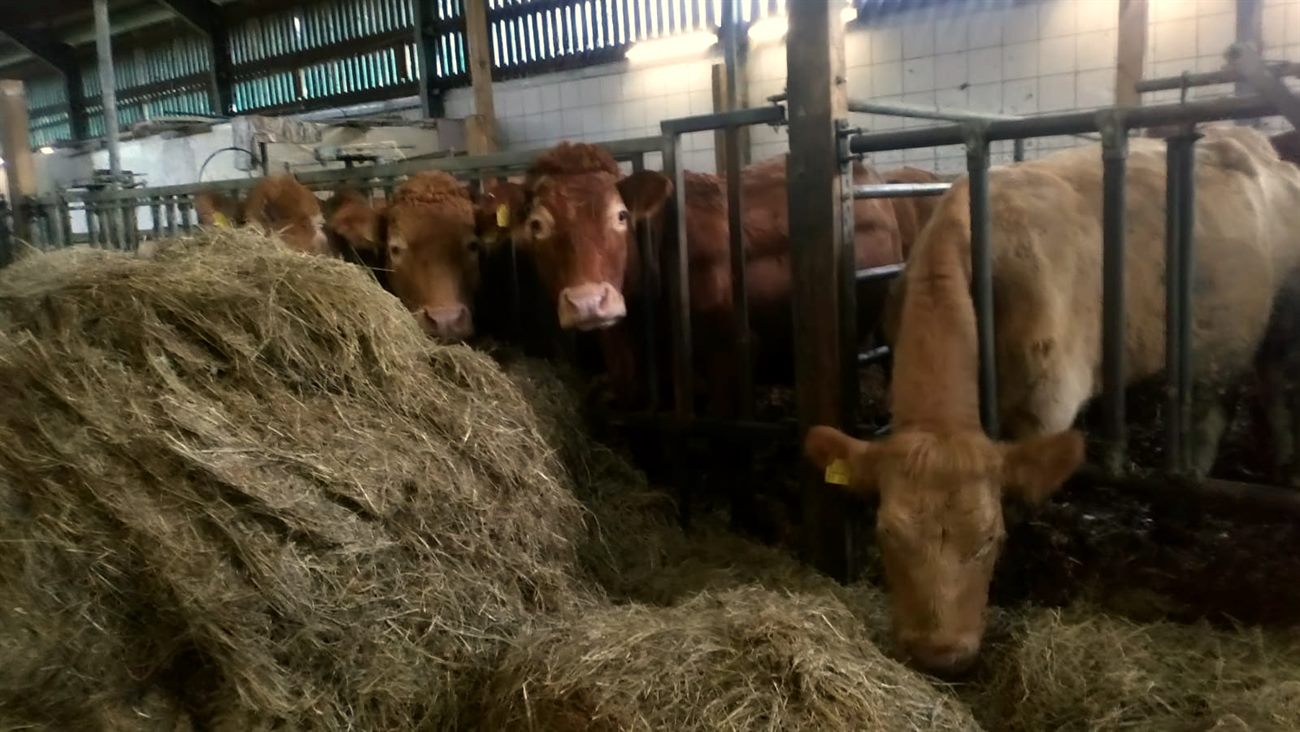 Eigene Rinder der Ammenkuhherde am Futtertisch im Stall des Hofes Alfen